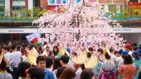 Hà Nội :Lễ hội hoa anh đào 2017 rất đặc biệt